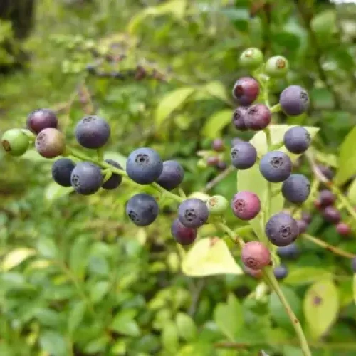 Black soybean hull extract